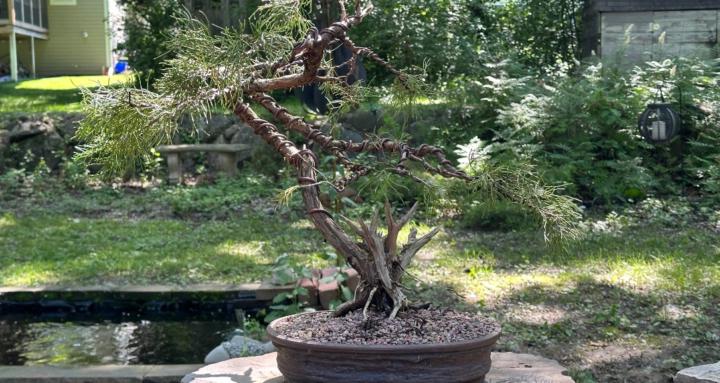Vic’s Backyard Bonsai Studio