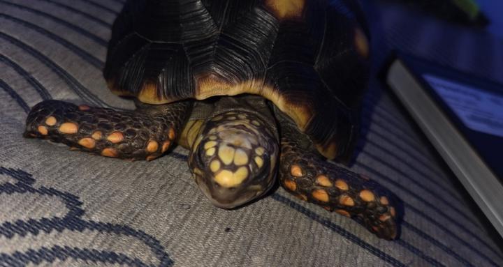 Owning a tortoise/turtle 