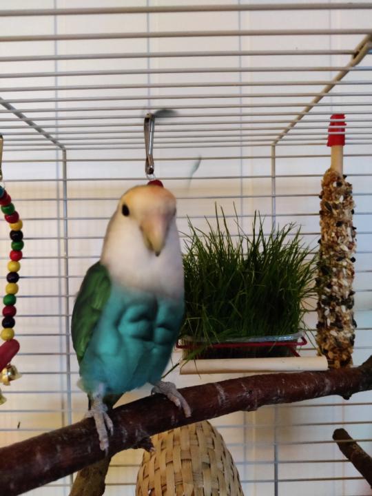 Suvi Olsen Røstgaard