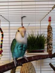 Suvi Olsen Røstgaard