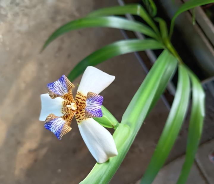 Chantal Desiree-vincent