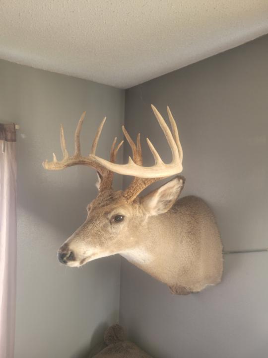 Just a few of my ND bucks taken in recent years 