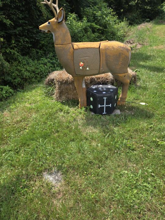 Back yard target shooting 