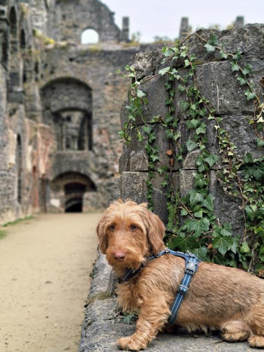 Fulltime vanlifers in the Netherlands.