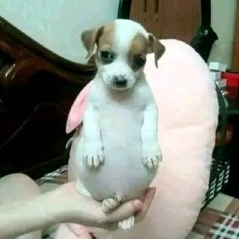 Alexis Francisco Aragon Cruz