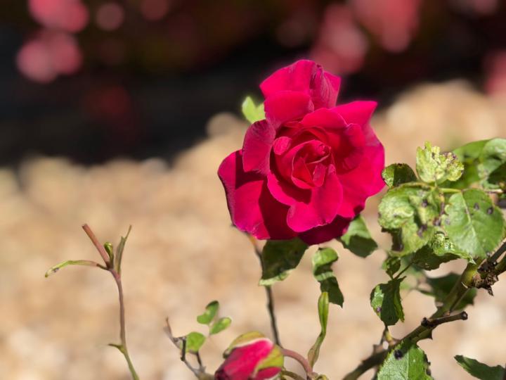 Lyv Sullivan