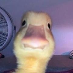 Yobani Amaya