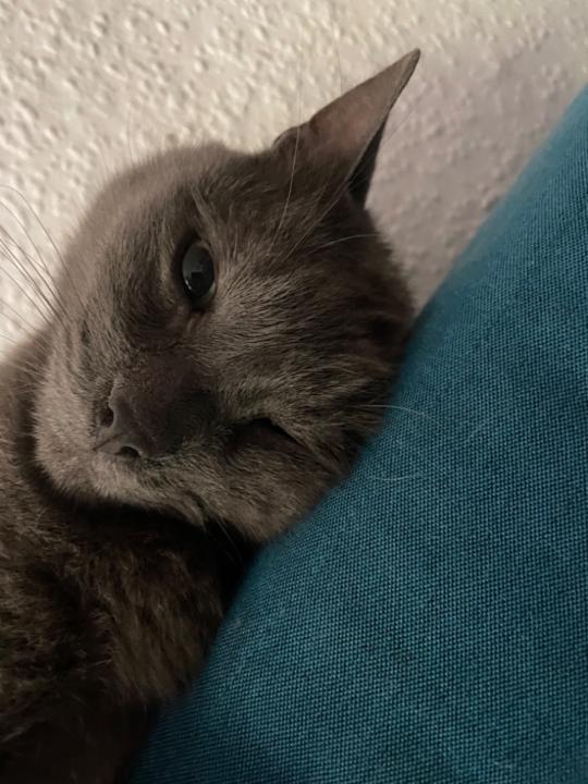 Ki S