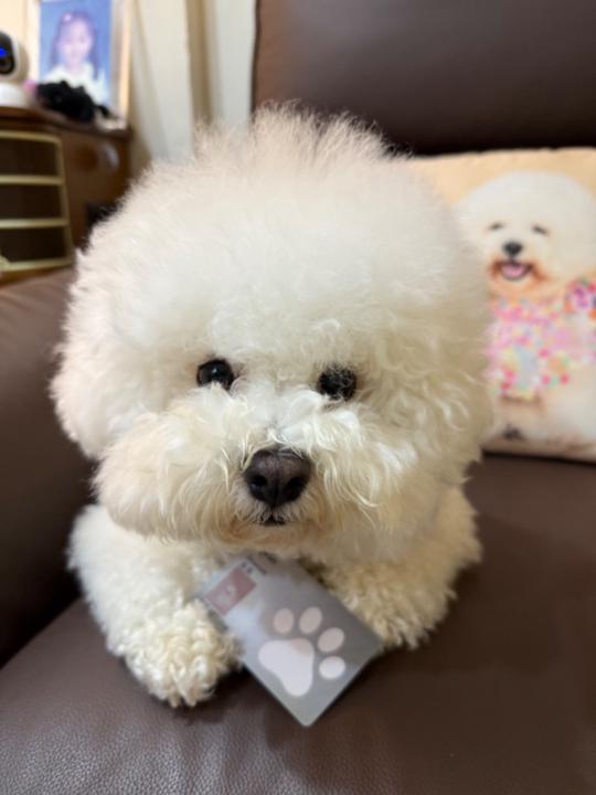 Long Ching Shalom Lam