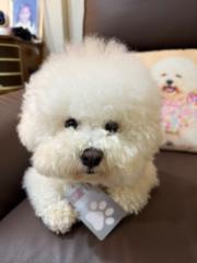 Long Ching Shalom Lam