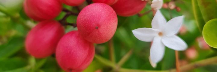 Krueafa Kanchanathanakiat