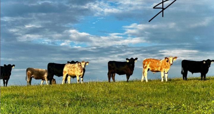 Beginner’s Livestock Guide