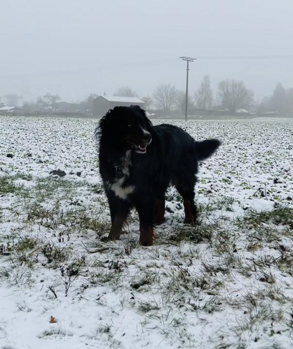 Mein Hund macht’s besser als viele Expert:innen!
