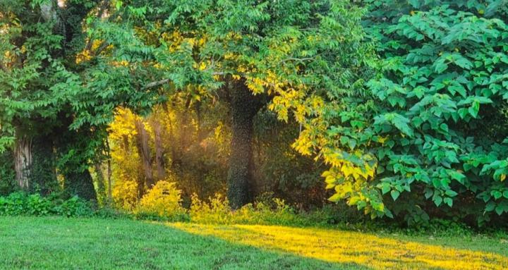 The Illuminated Garden 