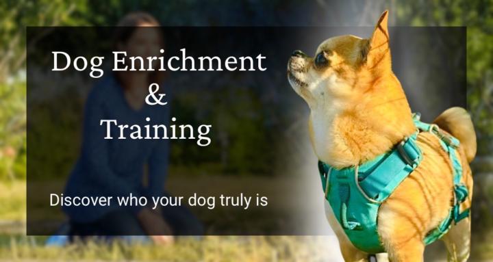 Dog Enrichment & Training  
