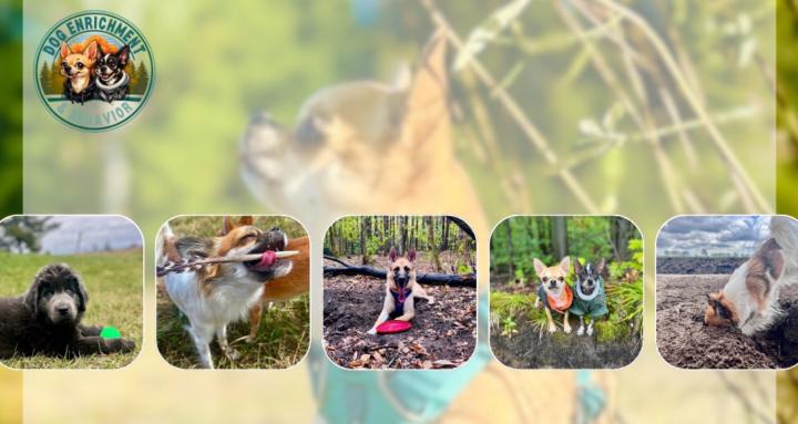 Dog Enrichment & Behavior