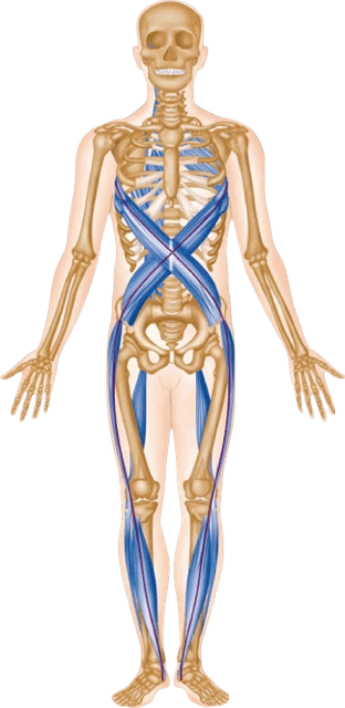 Myofascial Spiral Trains