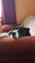 Anne Marie McDermott