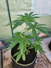 Christopher Hulderman