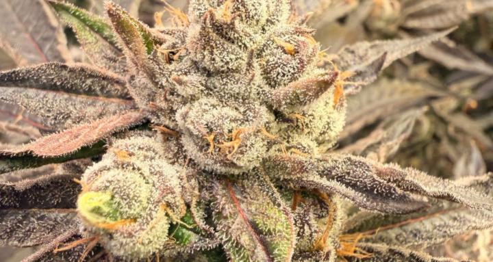 Funky Dank Cannabis Community