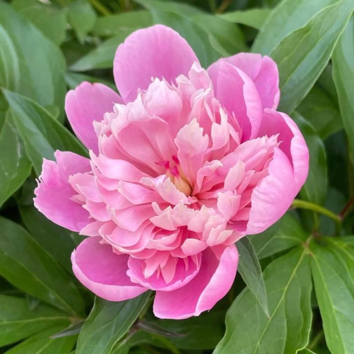 Judy Pearl
