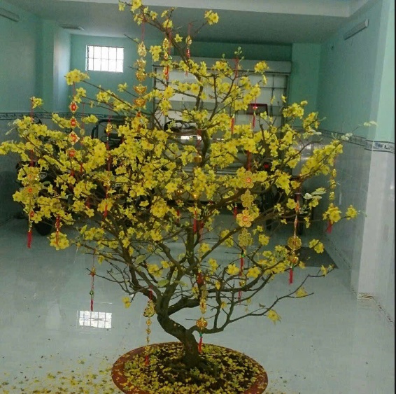 Lê Phong Hà