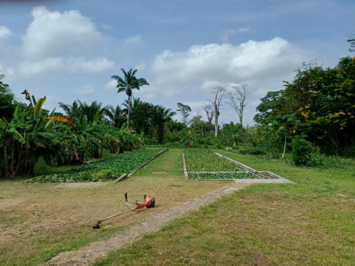 Hatchepsout Congo
