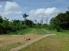 Hatchepsout Congo