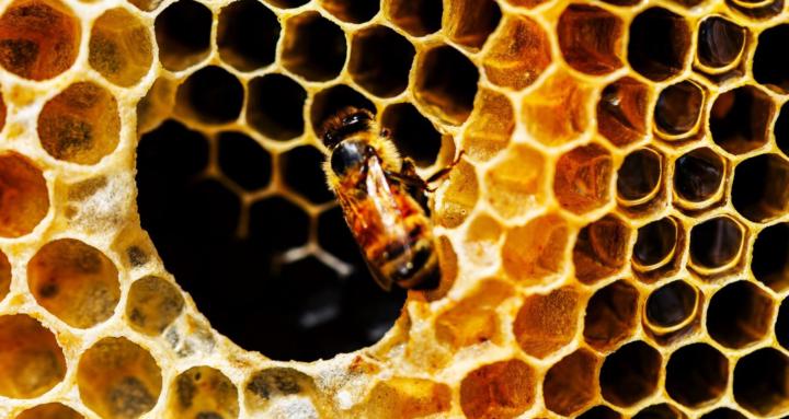 Backyard Buzz