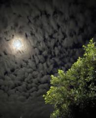 خلود العتيبي