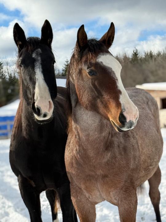 Marie-claude Bergeron