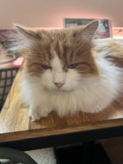 Amber Vanden Wyngaerd