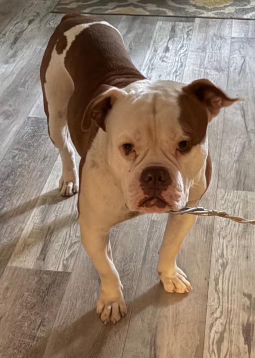 Chiquita Harrison-Grimes