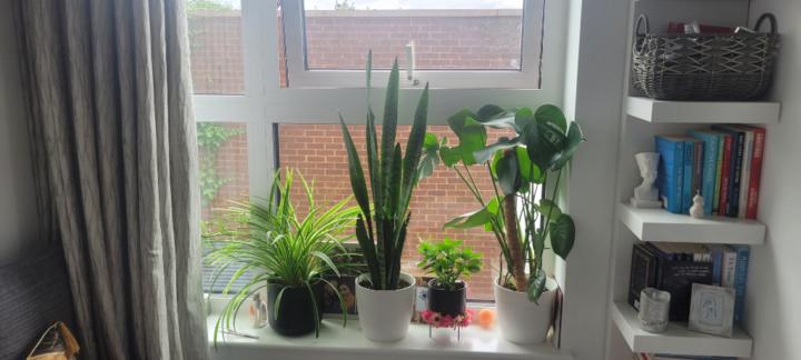 Parneet Cheema-Furlong