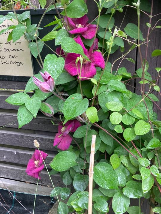 Ulla-Britt Hellström