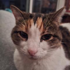 Θεώνη Καρλάφτη