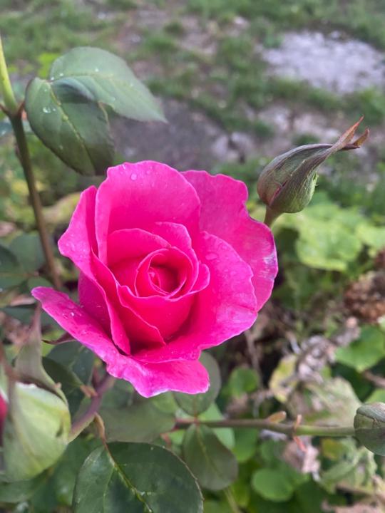 Jeanne-Leigh Habimana