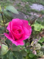 Jeanne-Leigh Habimana