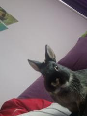 Янислав Стойчев