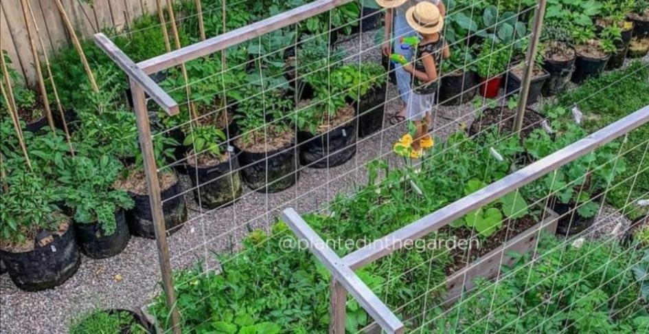 Gardening for your meals