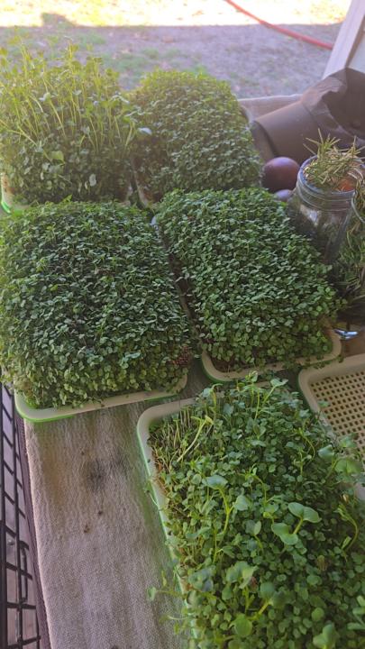 .micro greens
