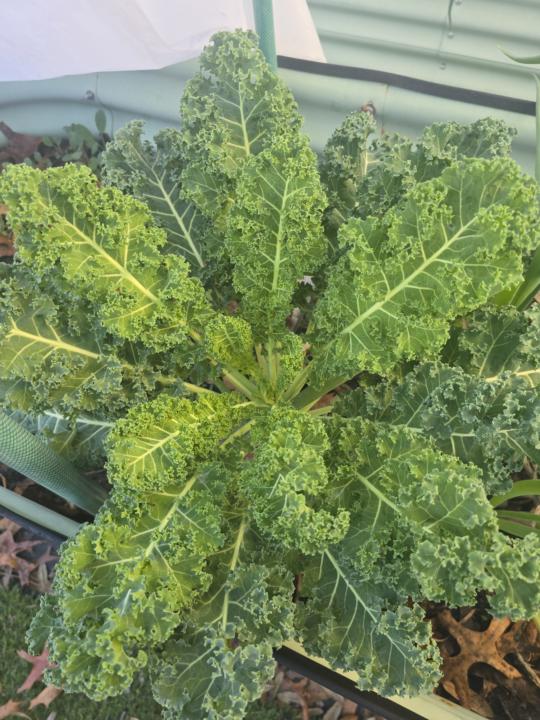 Garden is still giving