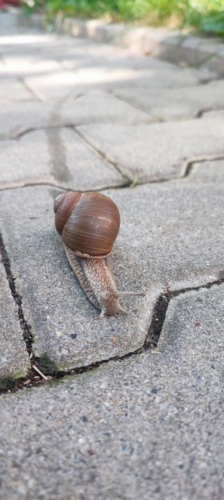 An Ja