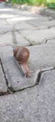 An Ja