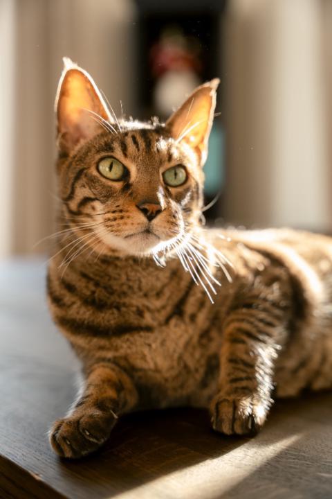 Sebastian Fogelström