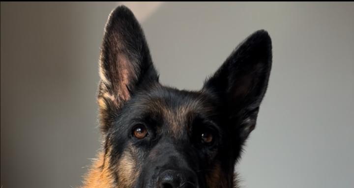 Life With German Shepherds