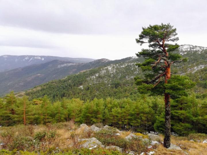 Mireya García Tamayo