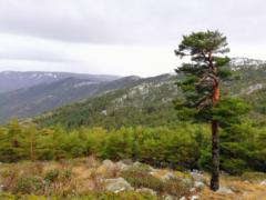 Mireya García Tamayo