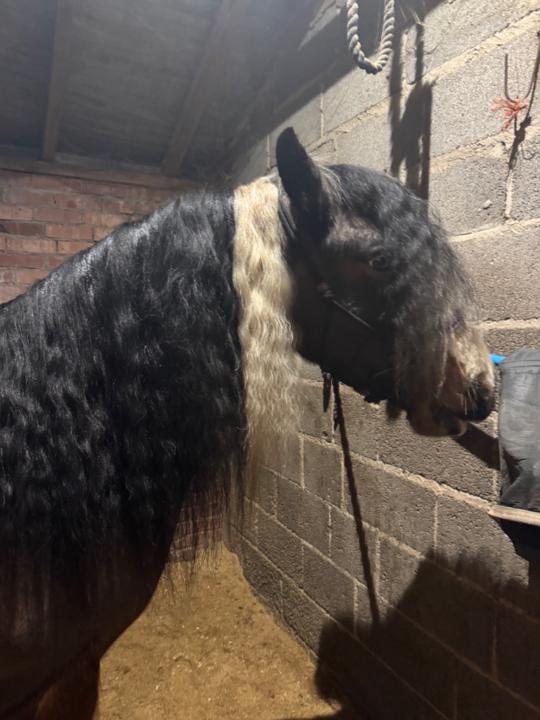 Storm Mukherji-Barrett