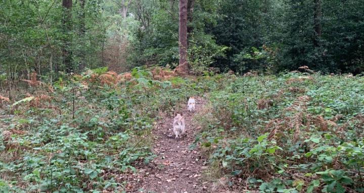 Wyre Forest Scent School